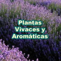 Aromatic_Herbaceous_200x200_es
