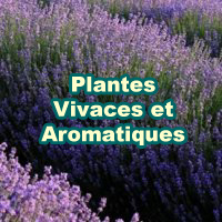 Aromatic_Herbaceous_200x200_fr