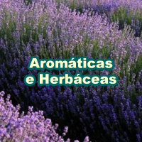 Aromatic_Herbaceous_200x200_pt