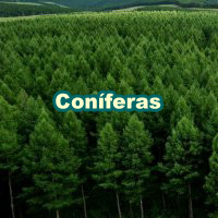 Conifers_200x200_es