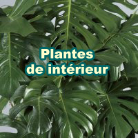 House_Plants_200x200_fr