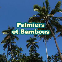 Palms_Bamboos_200x200_fr