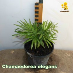ChamaedoreaElegans_1L_20cm_C_450