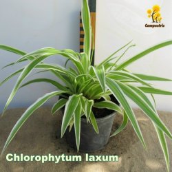 ChlorophytumLaxum_1L_20cm_C_450