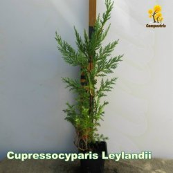 CupressocyparisLeylandii_V8_30cm_C_450