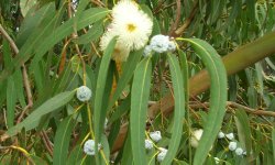 EucalyptusGlobulus_250x150