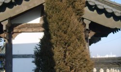 JuniperusChinensis_250x150