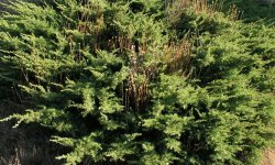 JuniperusCommunisRepanda_250x150