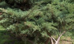 JuniperusMediaPfitzeriana_250x150