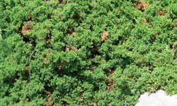 JuniperusProcumbens_250x150