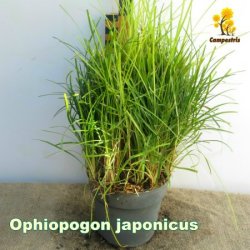OphiopogonJaponicus_1L_20cm_C_450
