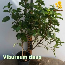ViburnumTinus_1L_60cm_C_450
